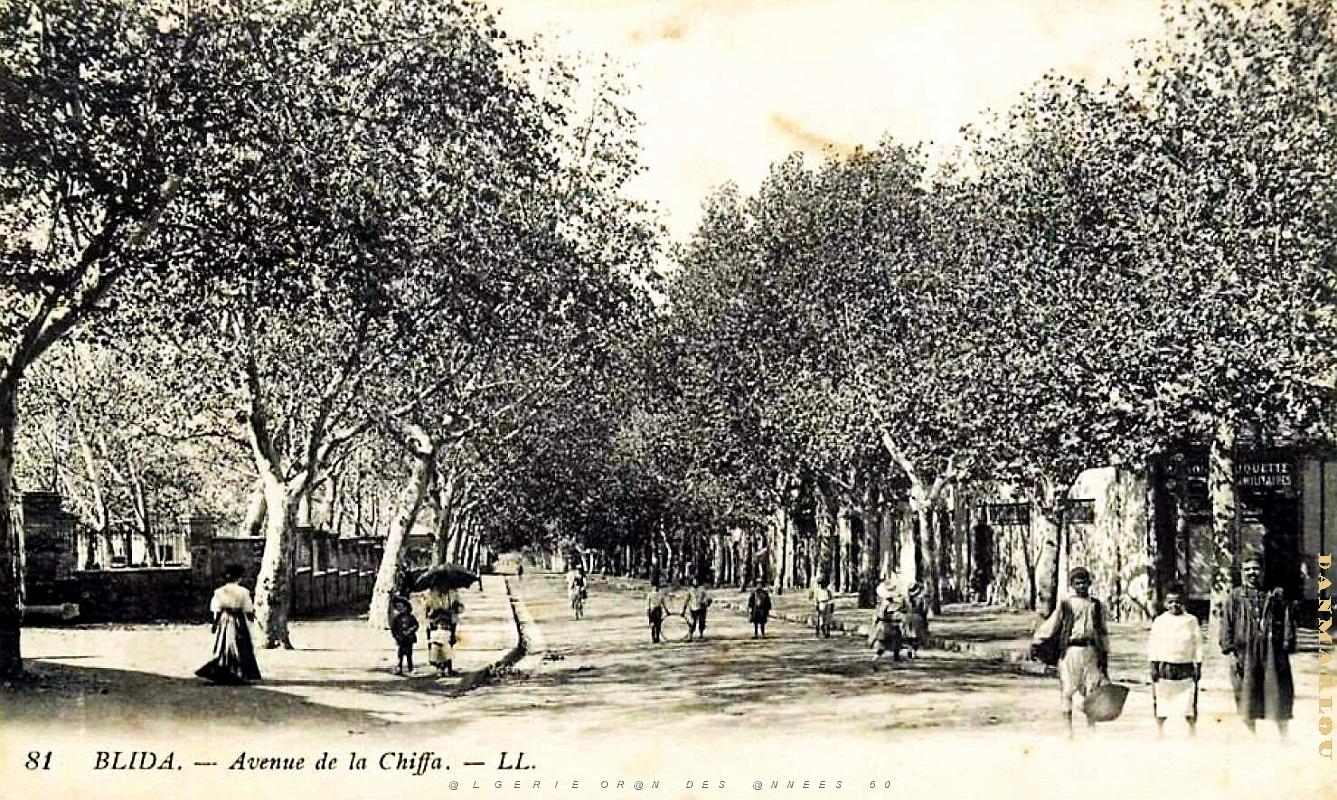 2749- Blida - Avenue de la Chiffa - 1916.jpg